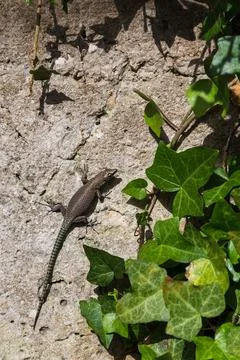 Lizard on Lopud Island Stock Photos