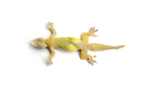 Lizard lying dead, tip over, with two eggs on white background isolate, dead  Stock Photos