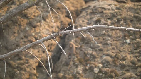 Lizard Lying on a Rock Stock Footage 90188511