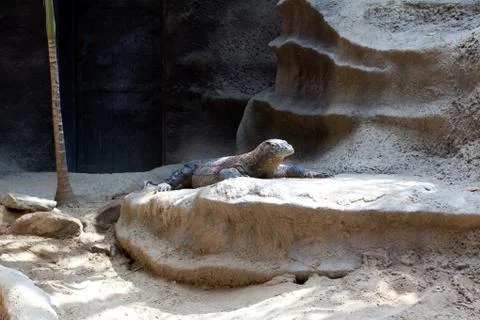 Lizard lying on the rocks Stock Photos