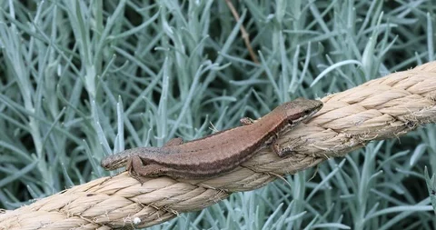 Lizard Lying on a Rope Stock Footage 108533940