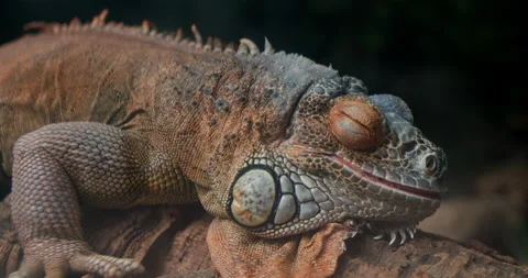 Lizard lying on the tree bark Stock Footage 131144392