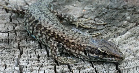 Lizard Macro Head Shot Stock-Footage 108530212