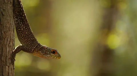 Lizard from Madagascar 스톡 동영상 58662273