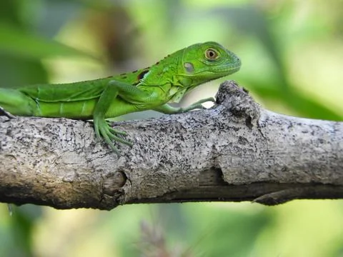 Lizard Malaysia Stock Photos