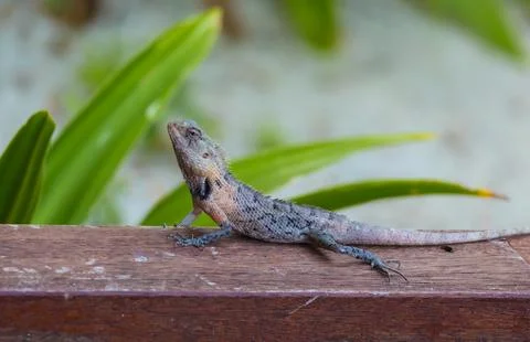 Lizard Maldives Stock Photos