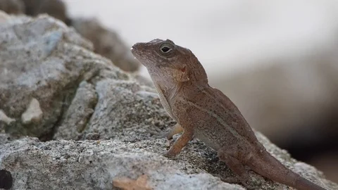Lizard male sitting on a stone. 動画素材 102738519