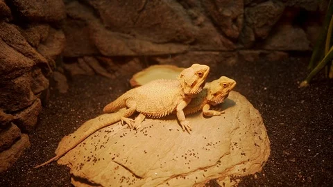 Lizard Mating in aquarium view iguana Stock Footage 114646315