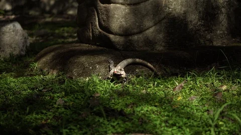 Lizard on Mayan Ruins - Mexico Video stock 107520032