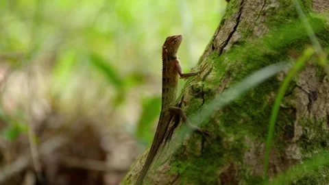 Lizard – Medium Shot in Natural Habitat Stock Footage 337817008