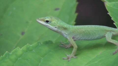Lizard Meets Camera Stockbeeldmateriaal 27515465