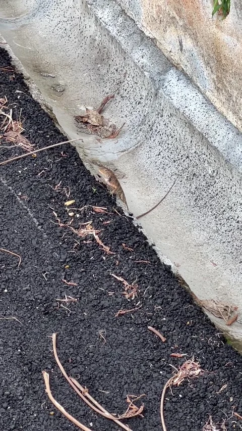 Lizard Motionless by the Sloped Drain Stock Footage 301214249