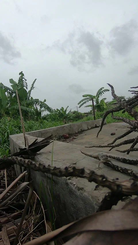 Lizard on the move along the short wall Stock Footage 336408732