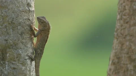 Lizard move its foreleg when sun bathing Stock Footage 62094382