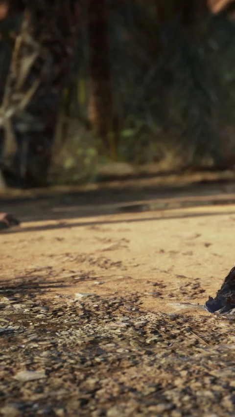 Lizard moves across sandy ground in a sunny area during daytime Vídeo Stock 342346984