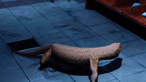 Lizard moves across the tiled floor in a building at night Stock Footage 340233465