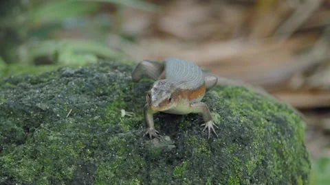 Lizard moves around on a rock in a forested area during daylight Stock Footage 346581215