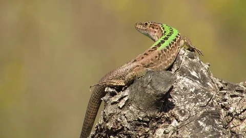 Lizard moves its head and looks Video stock 84145845