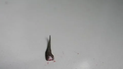 The Lizard moves on the tile floor.. Stockbeeldmateriaal 249337658