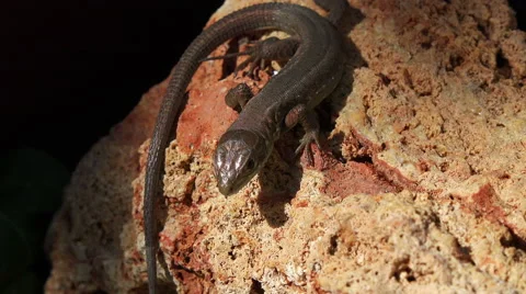 Lizard moving 4K Stock Footage 42019674