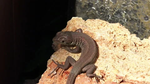 Lizard moving 4K Stock Footage 130732610