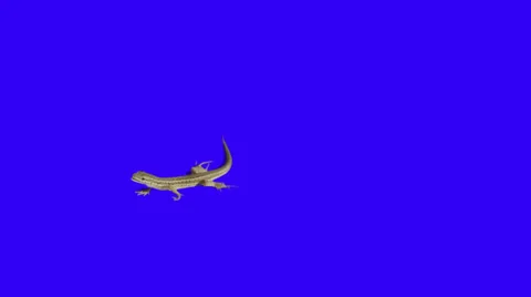 Lizard moving arround on blue background Stock Footage 30440882
