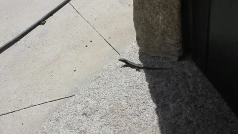 Lizard moving fast in a sunny day Stock Footage 259521433