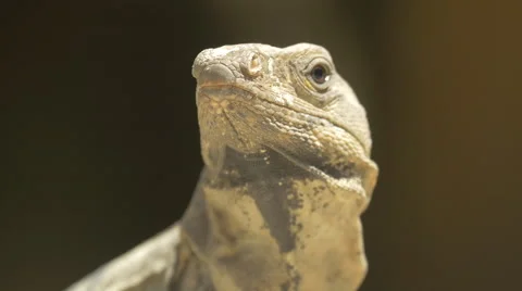 Lizard moving its head at Xcaret Park, Mexico Stock Footage 50368190