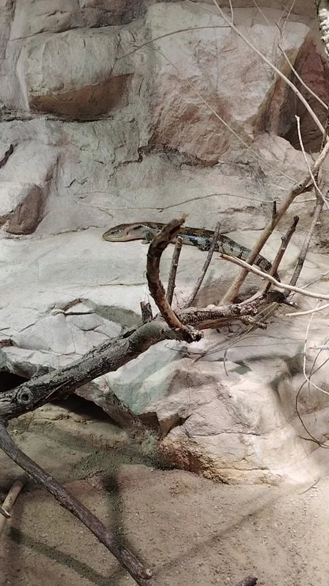 Lizard Moving in a Reptile Enclosure Stock Footage 340562715