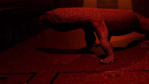 Lizard moving through a dimly lit enclosure in a zoo during the evening 库存影片 338322926