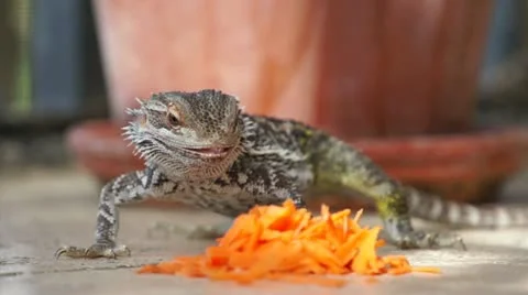 Lizard n Carrot Stock Footage 16314061