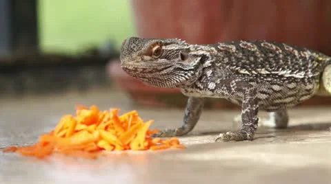 Lizard n Carrots Stock Footage 16299075