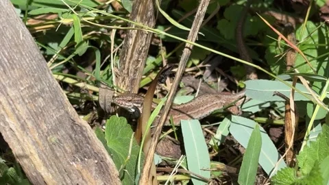Lizard in Natural Habitat - Close-Up View of Reptile Among Greenery and Woo.. Stock Footage 330058080