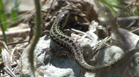 Lizard in nature 스톡 동영상 493908