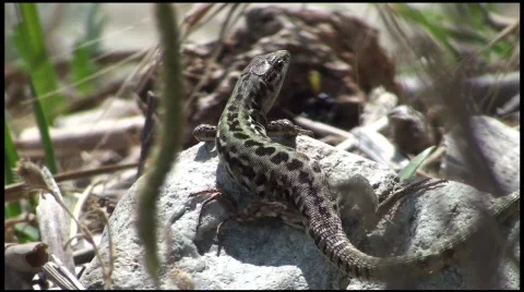Lizard in Nature Stock-Footage 494197