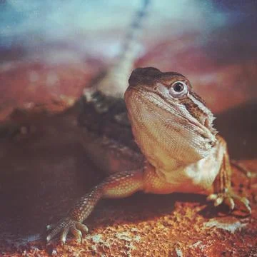 The lizard in the nature Stock Photos