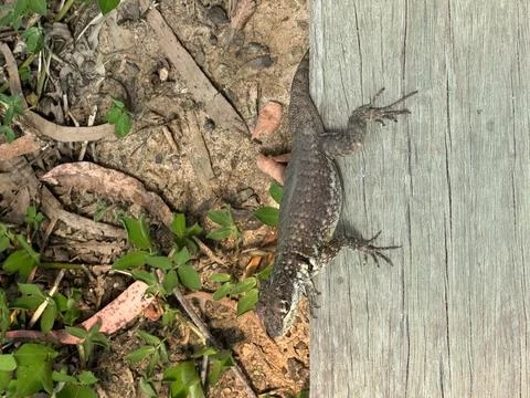 Lizard in Nature Stock Photos