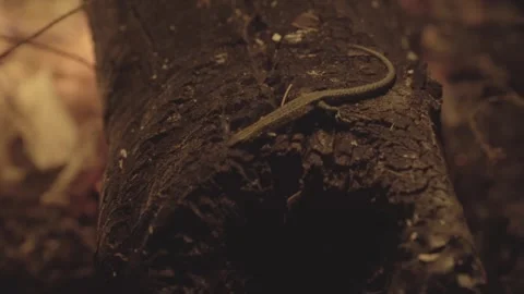 Lizard Near Camp Fire Stock Footage 296324614