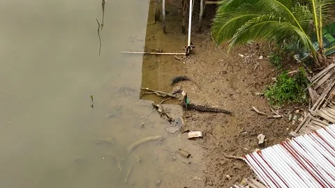 Lizard Near River Video stock 307131536