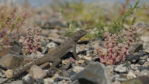 Lizard in Nevada desert Stock Footage 95487427