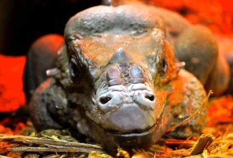 Lizard nose Fotos Stock