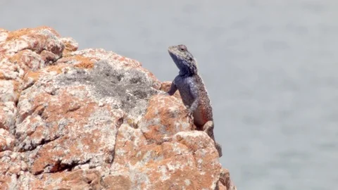 A Lizard observing  Stock Footage 76437207