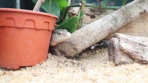 Lizard observing its surroundings from a concealed position. Stock Footage 310422686
