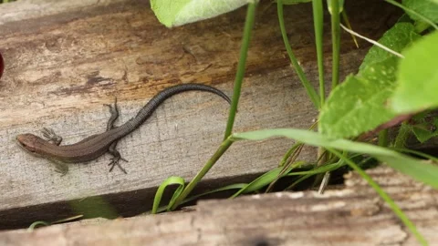 Lizard on an old board. Close-up. Stock Footage 146270139