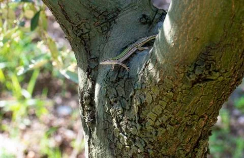 Lizard on olive tree in summer Stock Photos