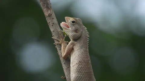 Lizard open mouth in stick . Stockbeeldmateriaal 346011255