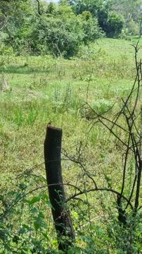 Lizard or also called Bengkarung (Mabuya multifasciata), a four-legged reptil Stock-Fotos