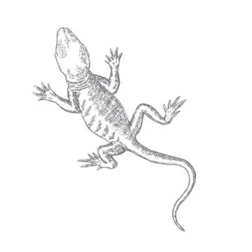 Lizard or gecko lizard isolated and hand drawn. Vector Stock Illustration