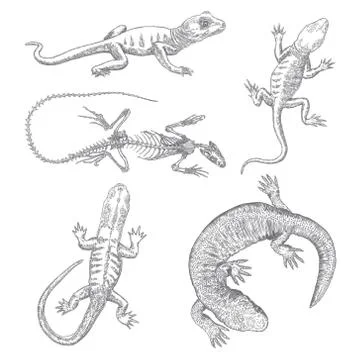 Lizard or gecko lizard set. Iguana skeleton isolated, exotic reptiles. Vector Stock Illustration