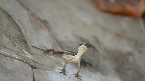 Lizard or gecko standing on a rock floor Stock-Footage 36665977